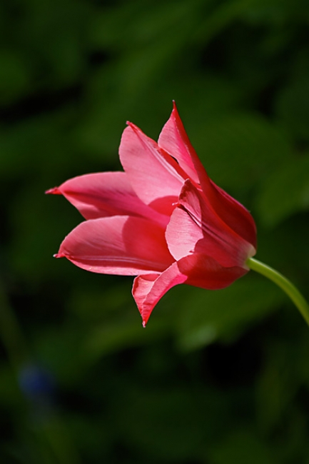 Jardin des Impressionnistes-063